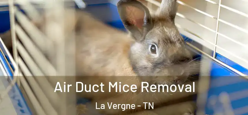  Air Duct Mice Removal La Vergne - TN